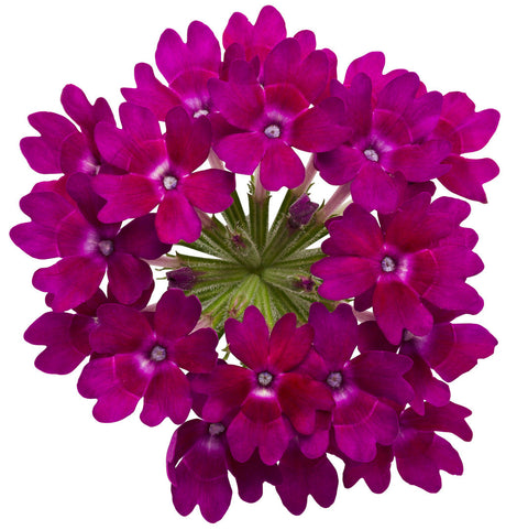 Verbena hybrid 'Superbena Royale® Plum Wine' flower