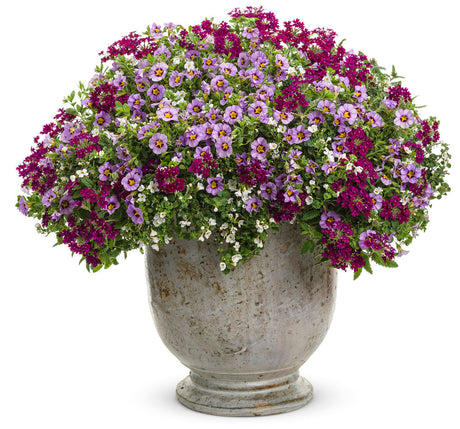 Verbena hybrid 'Superbena Royale® Plum Wine' combination