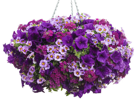 Verbena hybrid 'Superbena Royale® Plum Wine' combination