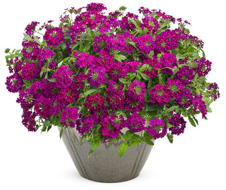 Verbena hybrid 'Superbena Royale® Plum Wine' in decorative pot