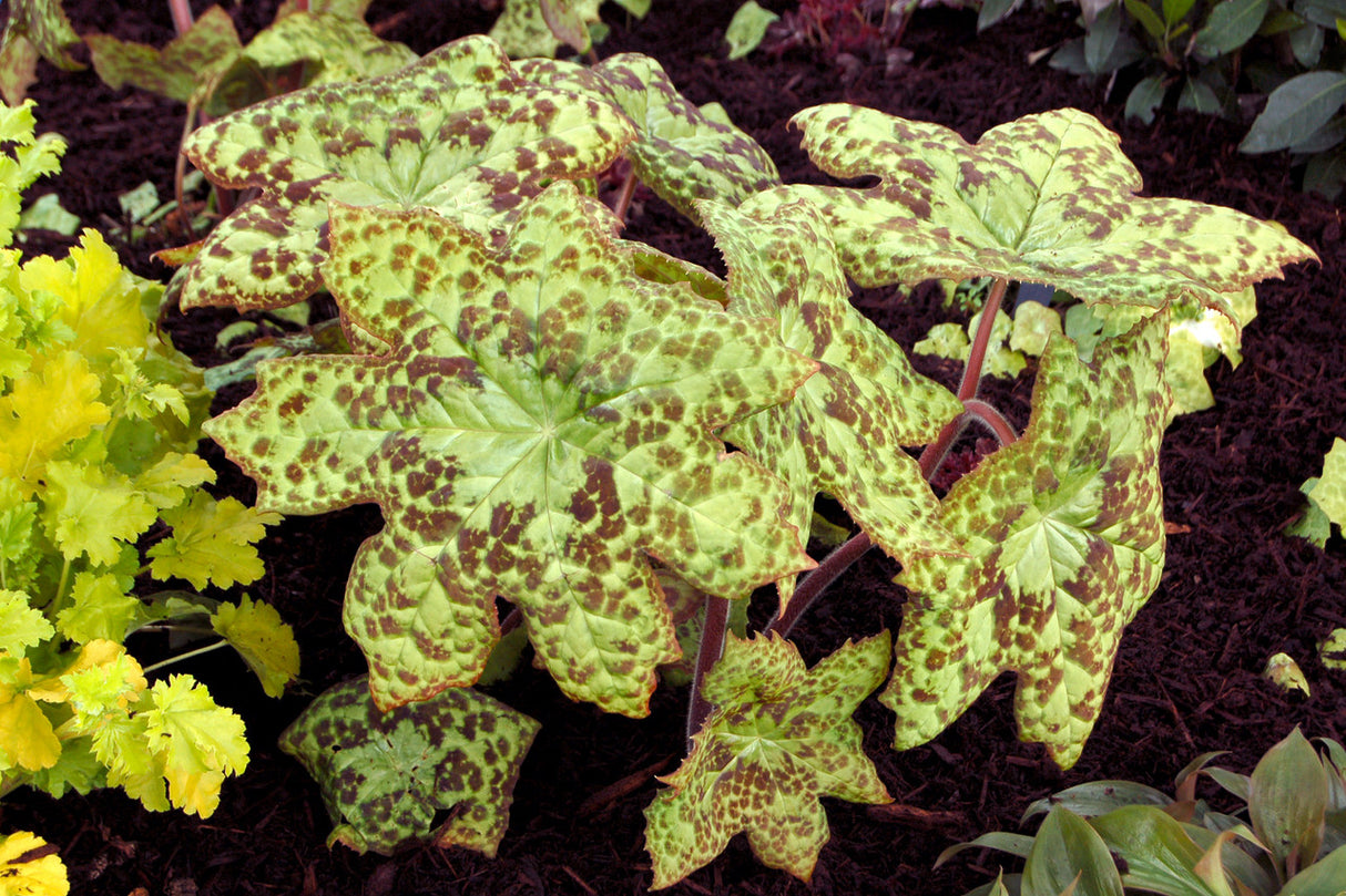 Podophyllum 'Spotty Dotty'