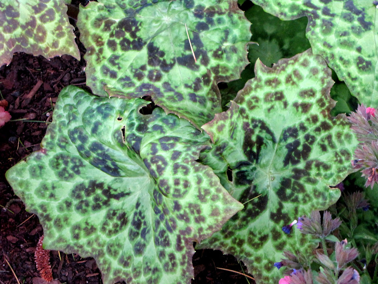 Podophyllum 'Spotty Dotty'