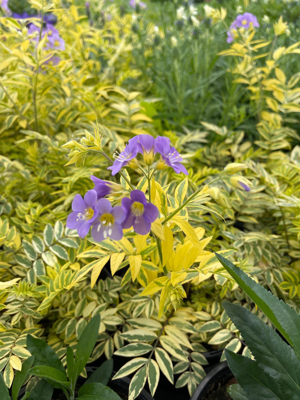 Polemonium pulcherrimum 'Golden Feathers'