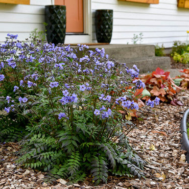 Polemonium reptans 'Heaven Scent'