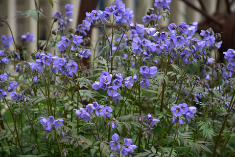 Polemonium reptans 'Heaven Scent'