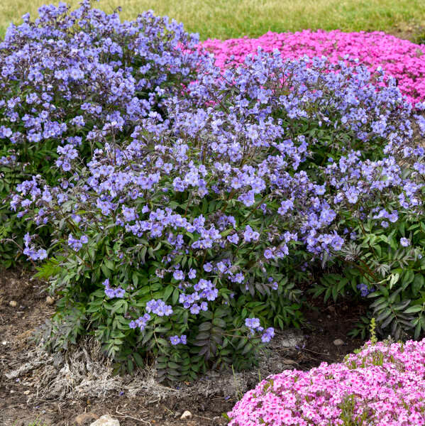 Polemonium reptans 'Heaven Scent'