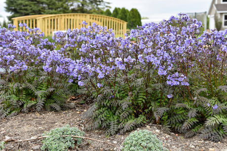 Polemonium reptans 'Heaven Scent'