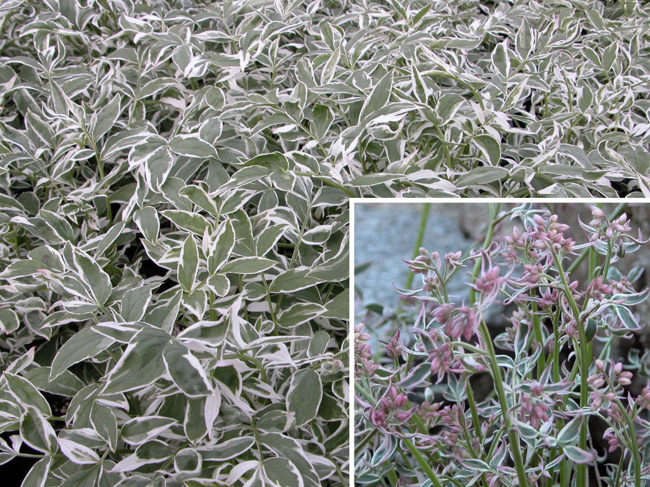 Polemonium Reptans Touch Of Class, Blue