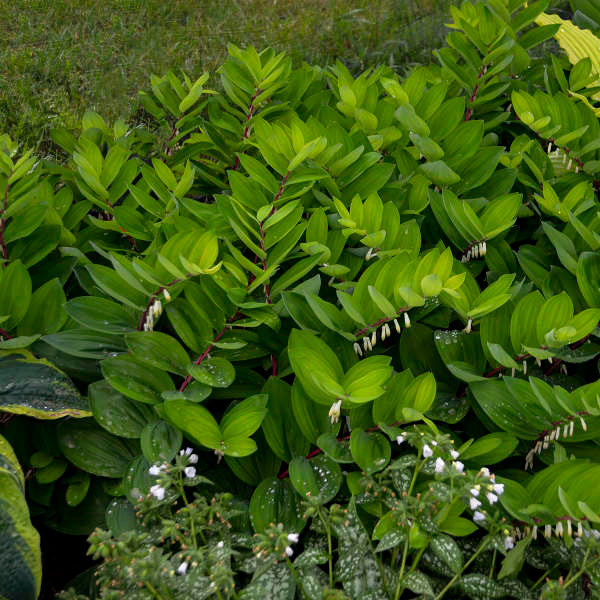 Polygonatum odoratum 'Ruby Slippers'