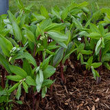 Polygonatum odoratum 'Ruby Slippers'