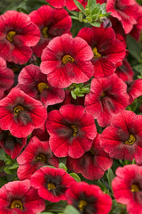 Calibrachoa hybrid 'Superbells® Pomegranate Punch™'