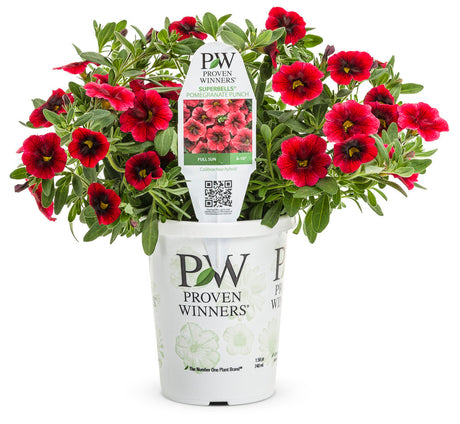 Calibrachoa hybrid 'Superbells® Pomegranate Punch™' in grower pot