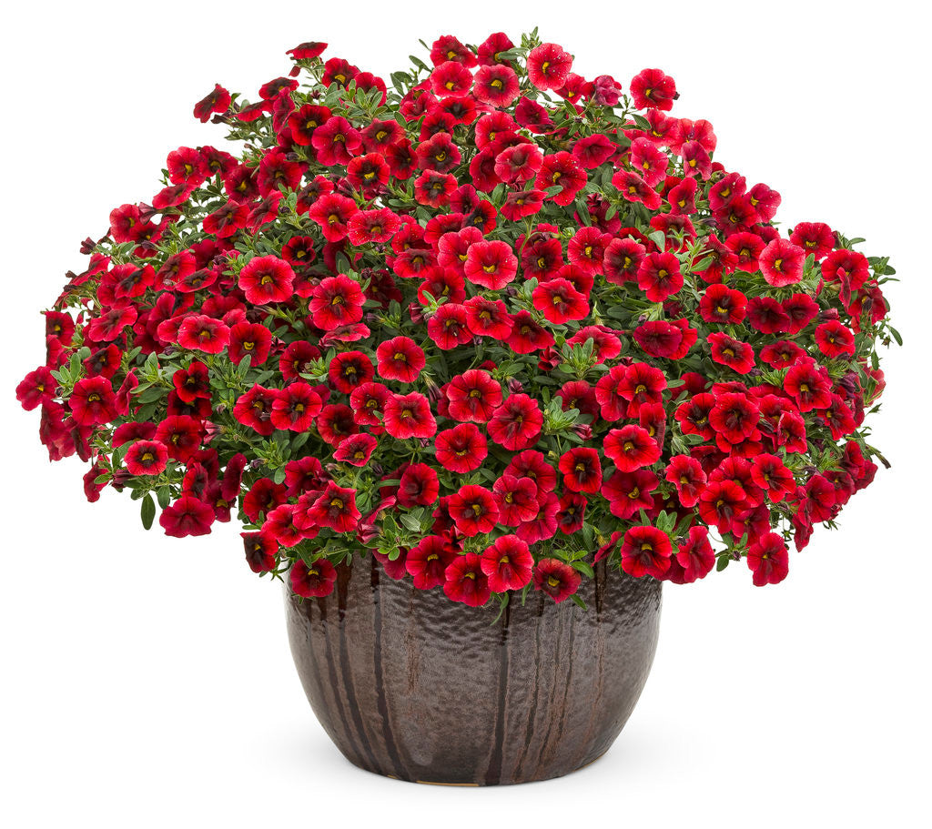 Calibrachoa hybrid 'Superbells® Pomegranate Punch™' in decorative pot