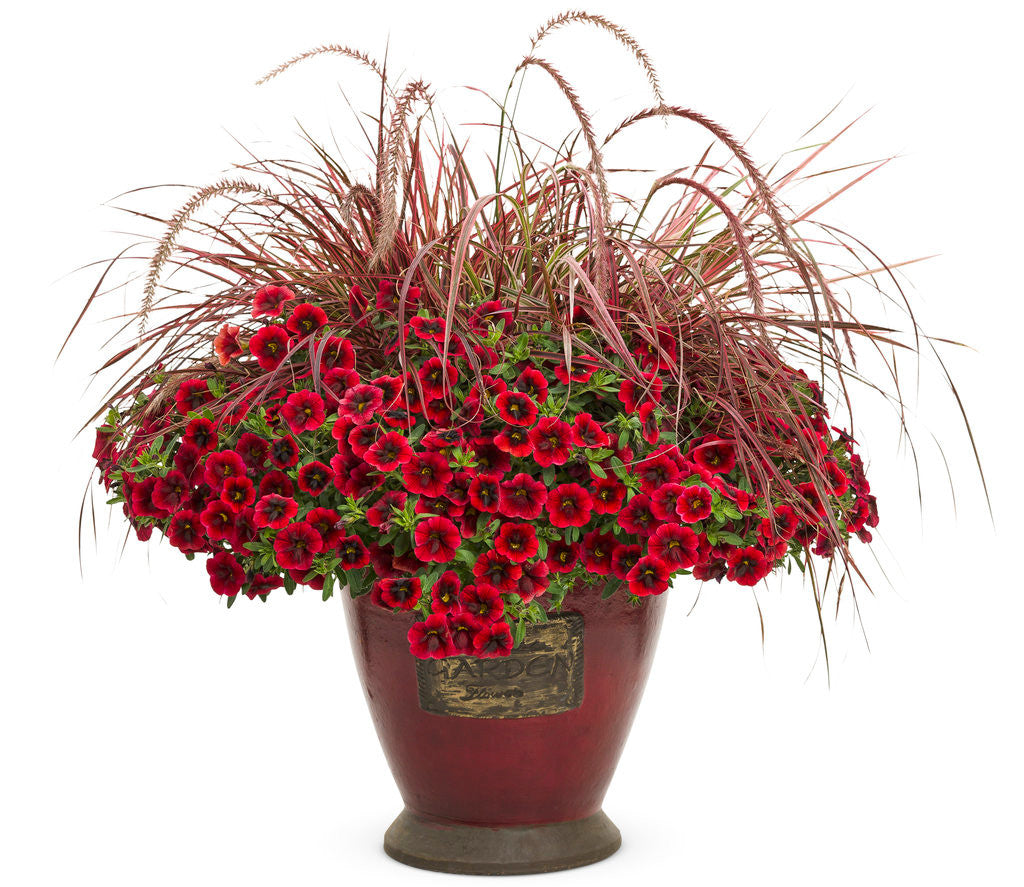 Calibrachoa hybrid 'Superbells® Pomegranate Punch™' combination