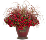 Calibrachoa hybrid 'Superbells® Pomegranate Punch™' combination