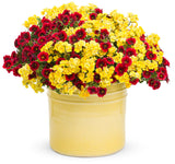 Calibrachoa hybrid 'Superbells® Pomegranate Punch™' combination