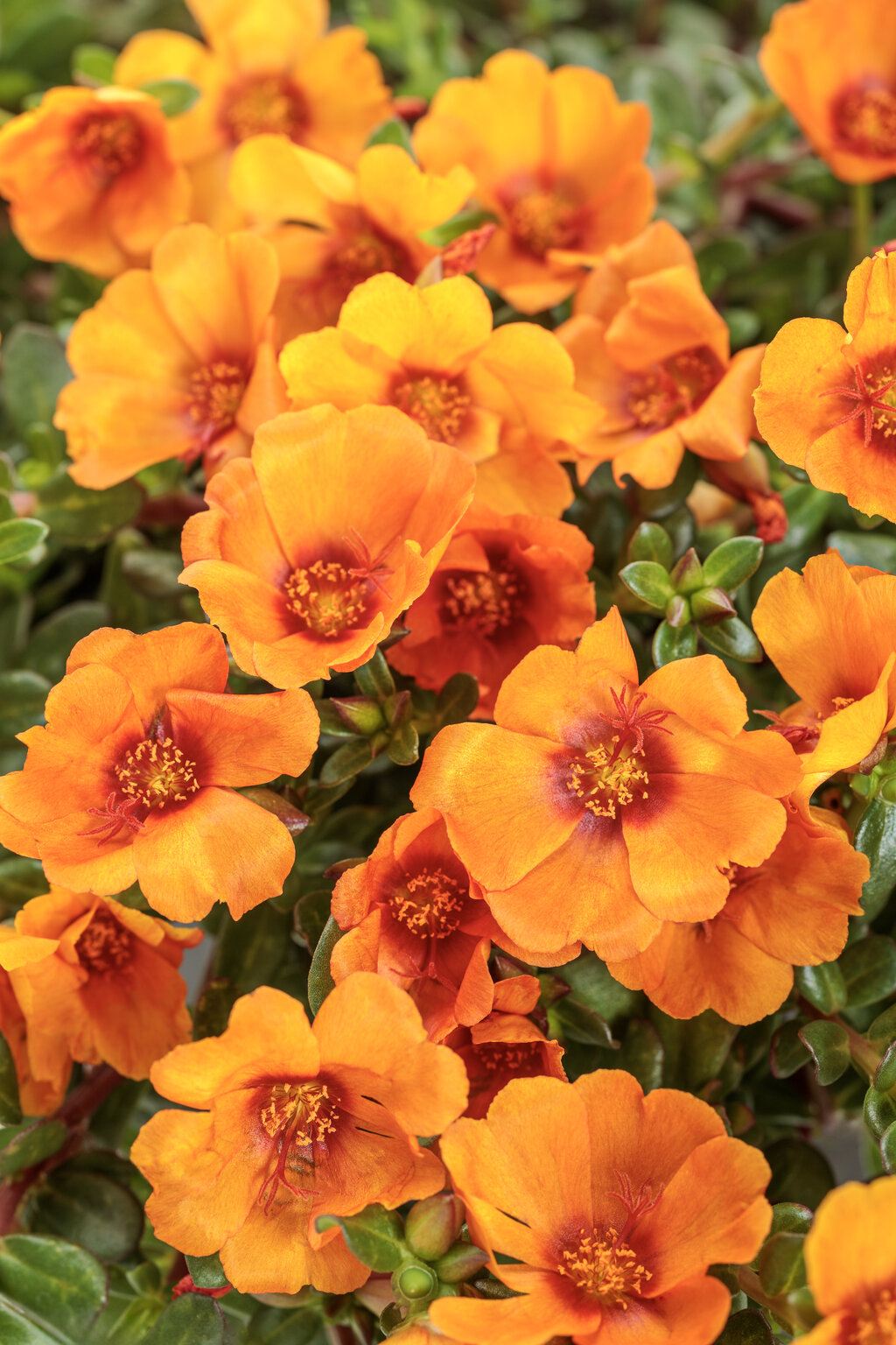 Portulaca umbraticola 'Mojave® Mango'