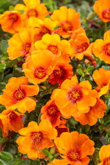 Portulaca umbraticola 'Mojave® Mango'