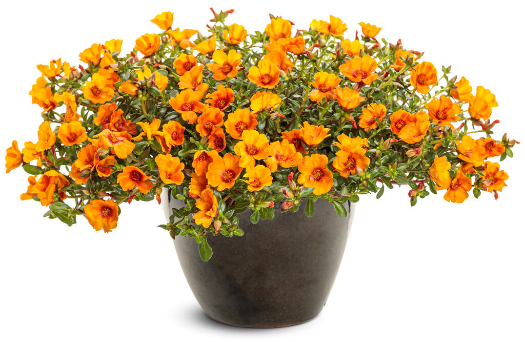 Portulaca umbraticola 'Mojave® Mango'