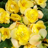 Begonia x hybrid 'Double Delight™ Primrose'