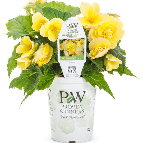 Begonia x hybrid 'Double Delight™ Primrose' in grower pot