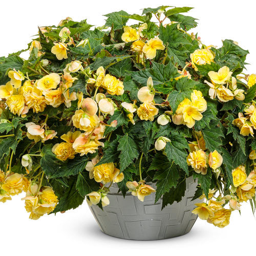 Begonia x hybrid 'Double Delight™ Primrose' in decorative point
