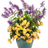 Begonia x hybrid 'Double Delight™ Primrose' combination
