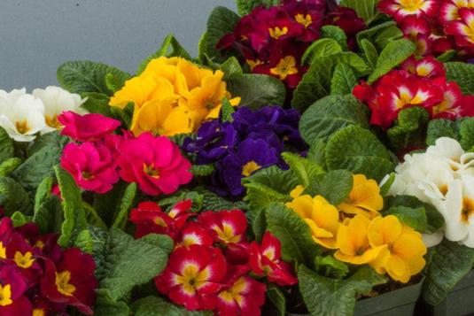 Primula 'Danessa Mix'