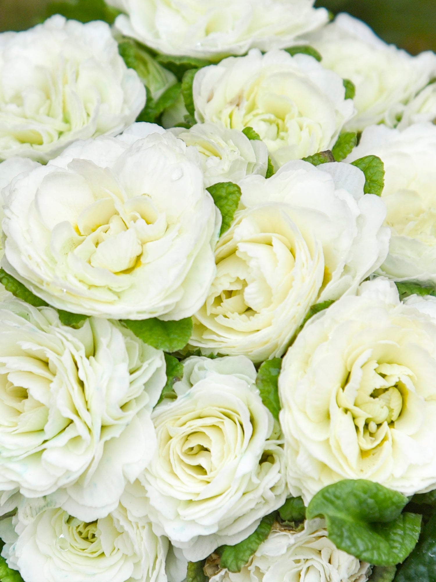 Primula Vulgaris Bouquet Perfect™ Spearmint