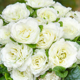 Primula Vulgaris Bouquet Perfect™ Spearmint