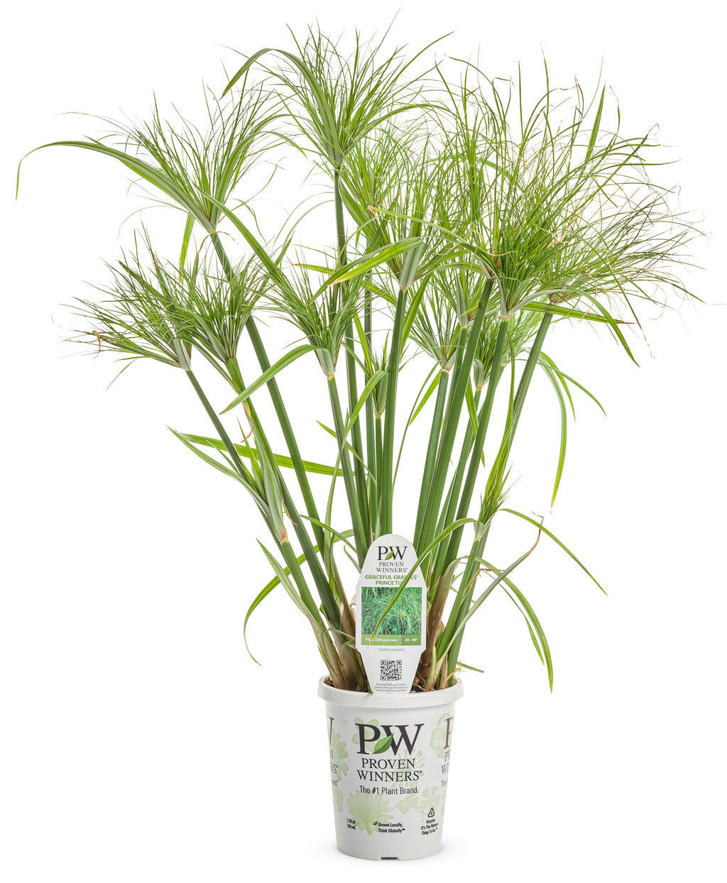 Cyperus involucratus Graceful Grasses® 'Prince Tut™' in grower pot