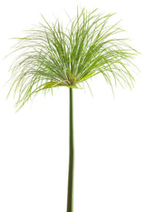 Cyperus involucratus Graceful Grasses® 'Prince Tut™'