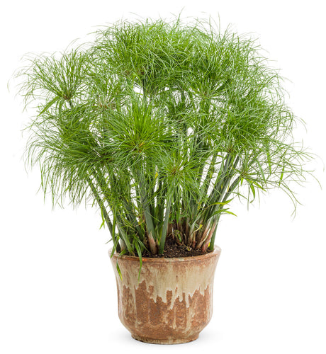 Cyperus involucratus Graceful Grasses® 'Prince Tut™' in decorative pot