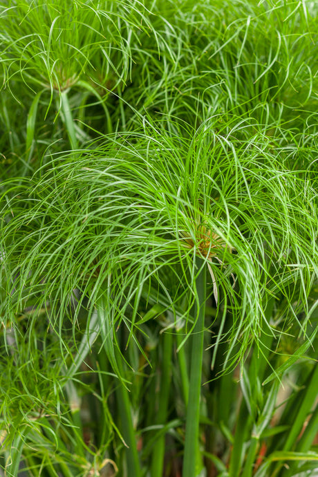 Cyperus involucratus Graceful Grasses® 'Prince Tut™'