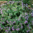 Pulmonaria saccharata 'Mrs. Moon'