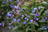 Pulmonaria 'Pink-a-Blue'