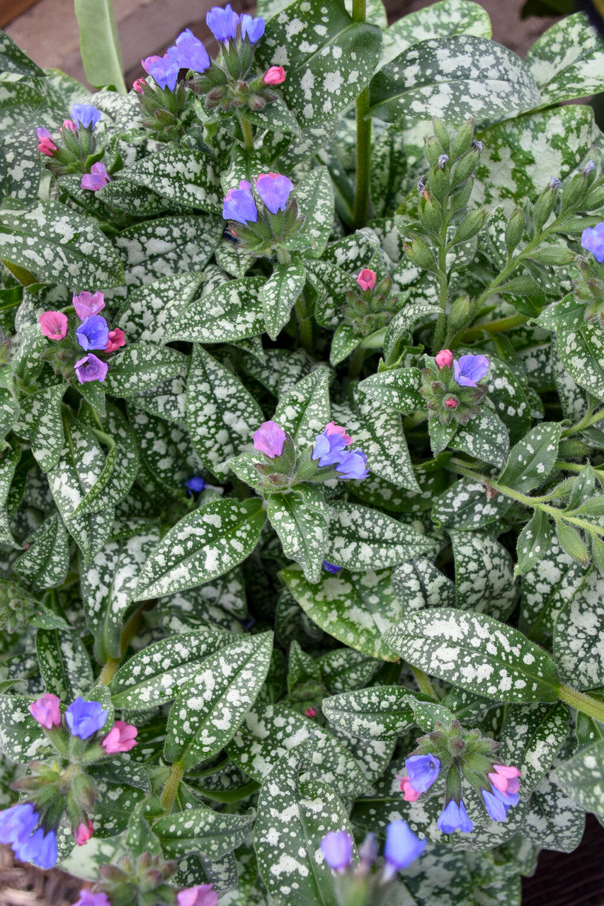 Pulmonaria 'Pink-a-Blue'