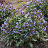 Pulmonaria 'Pink-a-Blue'