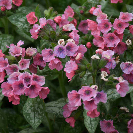 Pulmonaria 'Pretty in Pink'