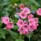 Pulmonaria 'Pretty in Pink'