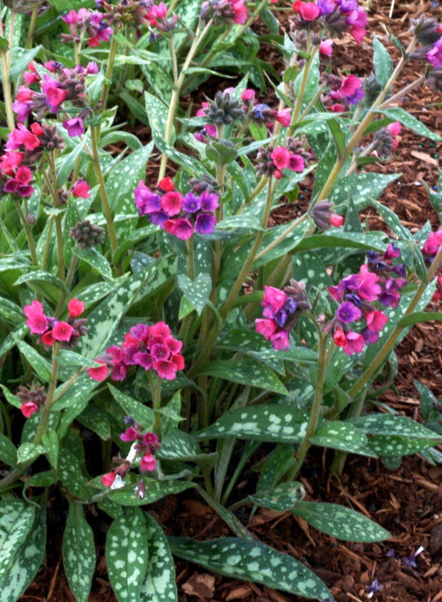 Pulmonaria x 'Raspberry Splash'