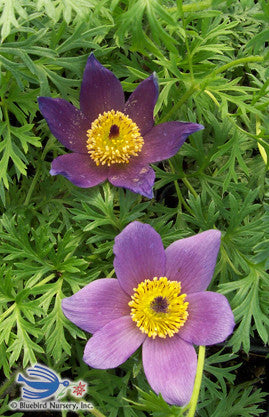 Pulsatilla vulgaris – Romence Gardens & Greenhouses