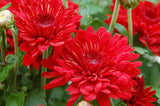 Chrysanthemum 'Radiant Red'