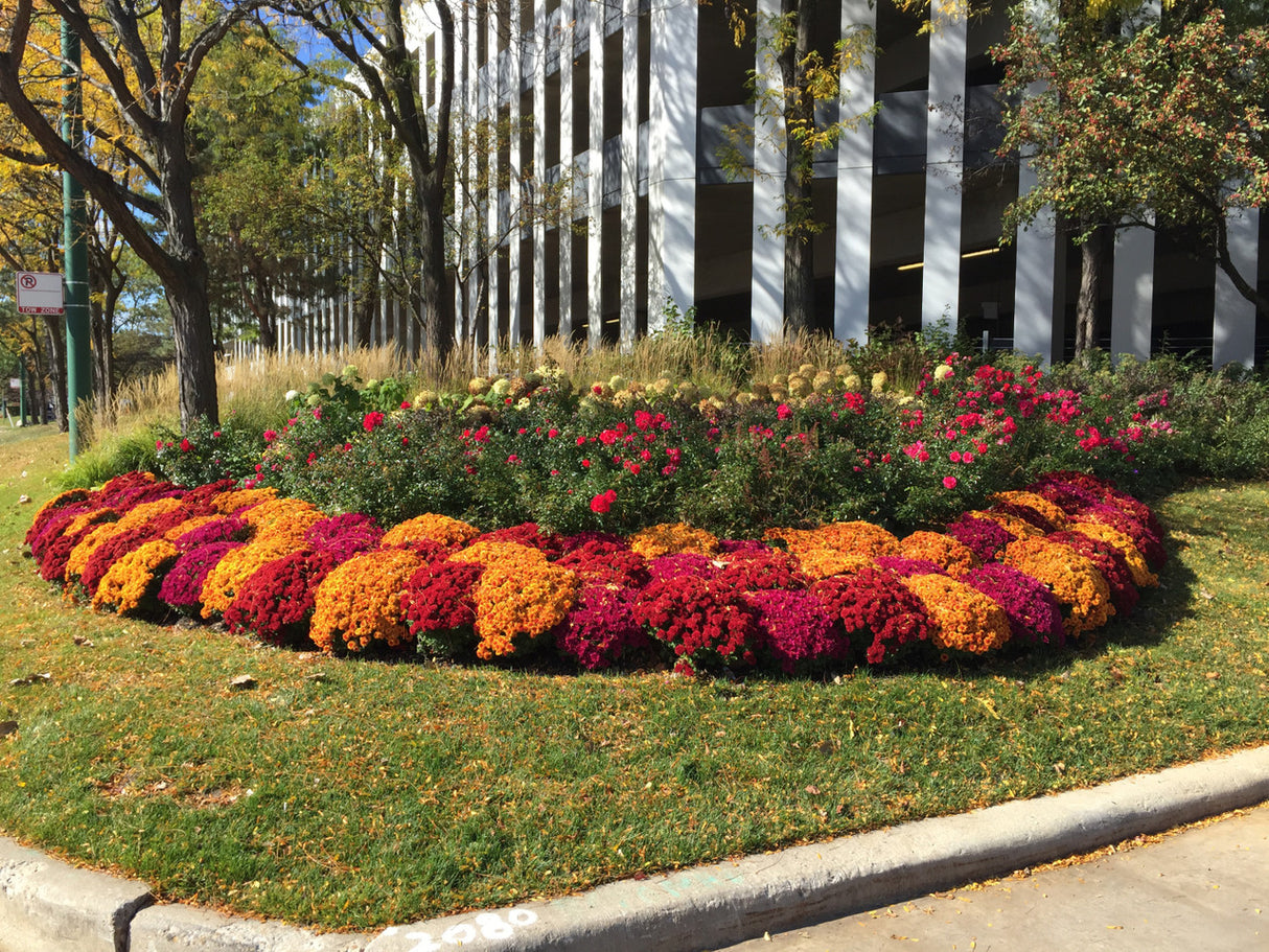 Chrysanthemum 'Radiant Red'