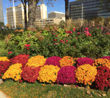 Chrysanthemum 'Radiant Red'