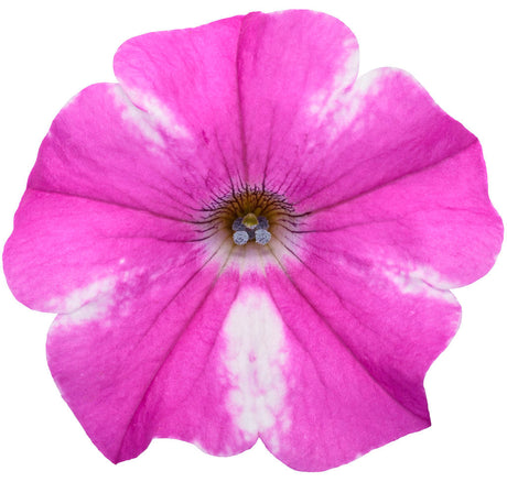 Petunia hybrid 'Supertunia® Raspberry Rush™' flower