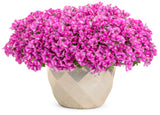 Petunia hybrid 'Supertunia® Raspberry Rush™' in decorative pot