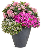 Petunia hybrid 'Supertunia® Raspberry Rush™' combination