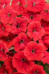 Petunia hybrid 'Supertunia® Really Red'