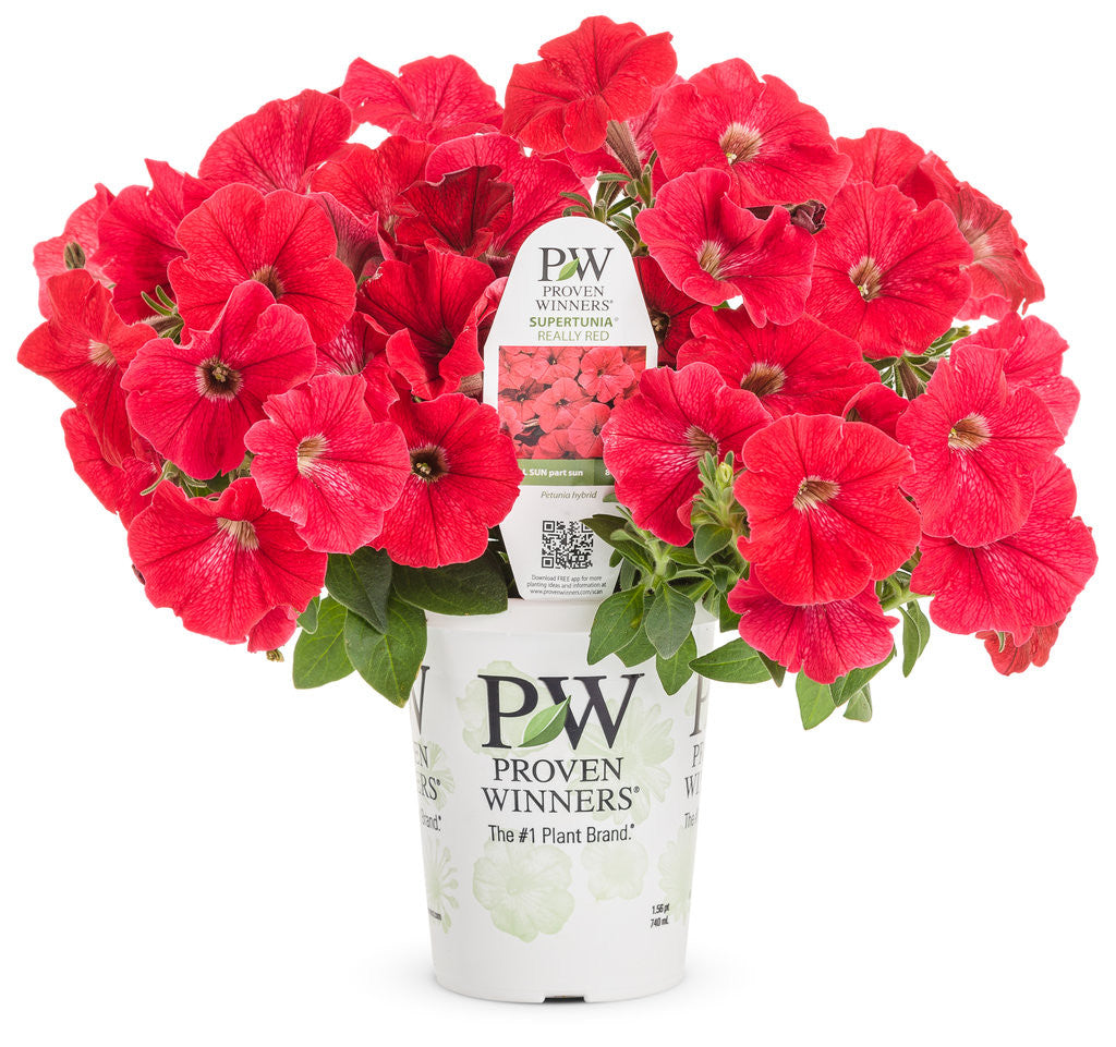 Petunia hybrid 'Supertunia® Really Red' in grower pot